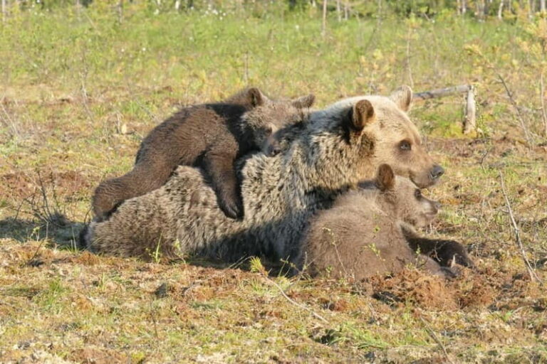Suomussalmi, Finland: Bear Watching and photography night - The Practicalities: Timing, Transportation, and Comfort