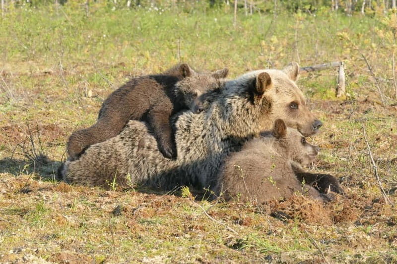 Suomussalmi, Finland: Bear Watching and photography night - The Practicalities: Timing, Transportation, and Comfort