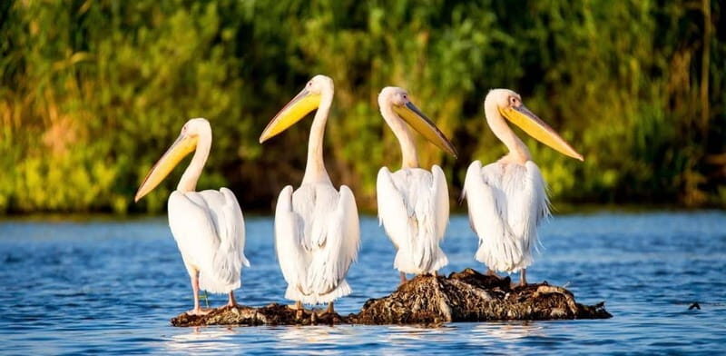 SUPER TOUR: Day Trip to Danube Delta - The Star of the Day: The Boat Trip