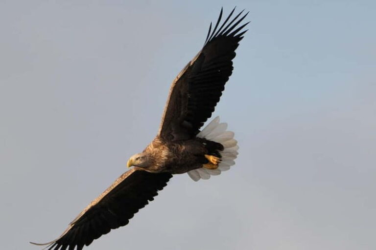 Svolvær: White-Tailed Eagle Safari with professional RIB - Why This Tour Offers Great Value