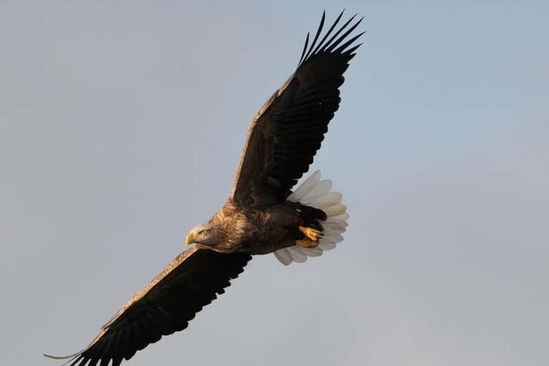Svolvær: White-Tailed Eagle Safari with professional RIB - Why This Tour Offers Great Value
