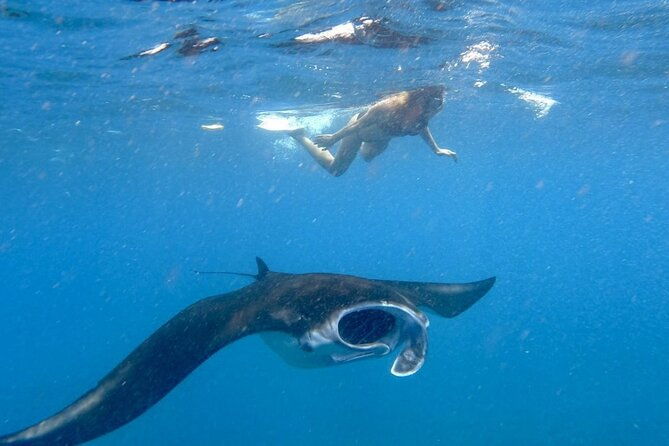 Swim with Manta Rays: Snorkeling Day Trip from Bali - Introduction