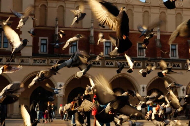Tales and Legends of Krakow  A Family Guided Tour - Main Market Square and Grodzka Street