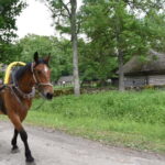 Tallinn: 3-Hour Ethnographic Museum of Estonia - The Open-Air Ethnographic Museum: Walking Through Time