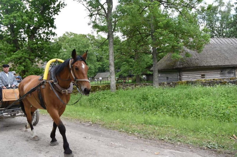 Tallinn: 3-Hour Ethnographic Museum of Estonia - The Open-Air Ethnographic Museum: Walking Through Time
