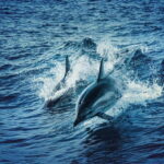 Taormina and Giardini Naxos: 2 Hour Dolphin Tour & Grotto - The Dolphin Search: A Natural Surprise