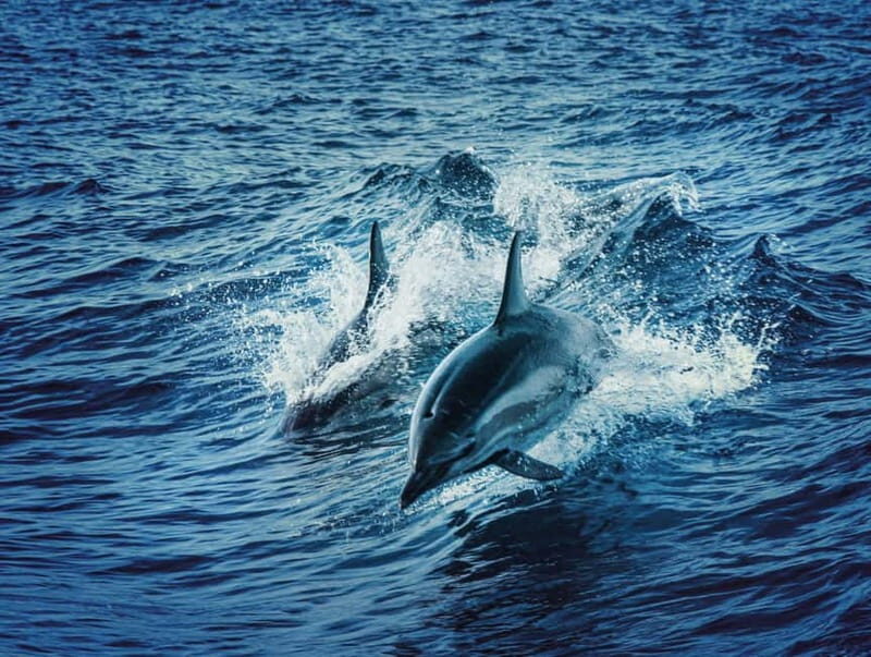 Taormina and Giardini Naxos: 2 Hour Dolphin Tour & Grotto - The Dolphin Search: A Natural Surprise