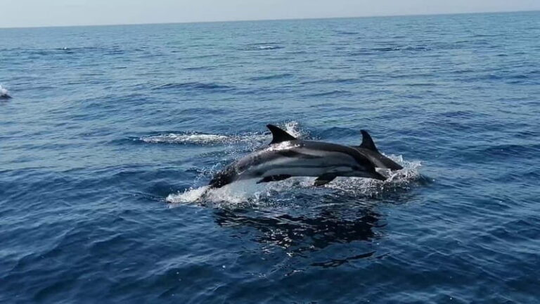 Taranto: Private Boat Trip with Swimming, Dolphin Watching - Exploring the Itinerary: What You Can Expect