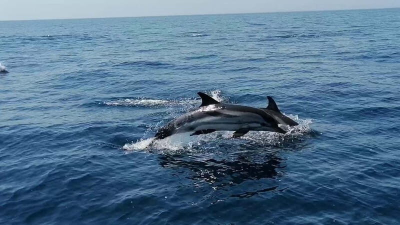 Taranto: Private Boat Trip with Swimming, Dolphin Watching - Exploring the Itinerary: What You Can Expect