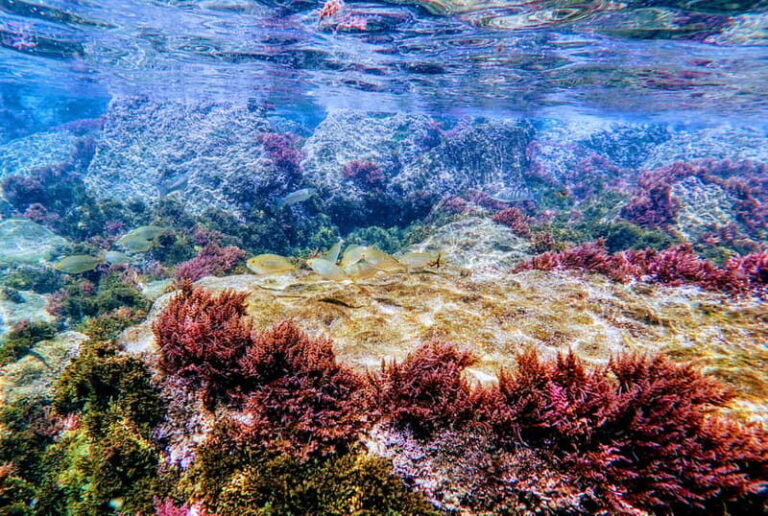 Tarifa: Guided Strait Natural Park Snorkel Tour - What Makes This Snorkel Tour Special?