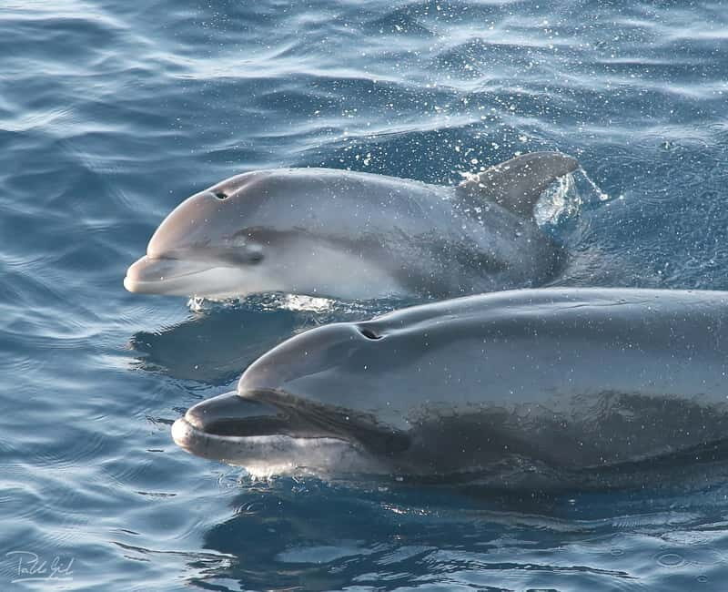 Tarifa: Orca, Whale and Dolphin Watching Boat Experience - What to Expect on the Tour