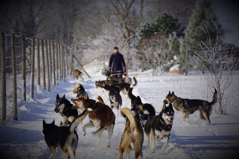 TARTU COUNTRY: SLED DOG TOUR AND KENNEL VISIT - The Itinerary in Detail