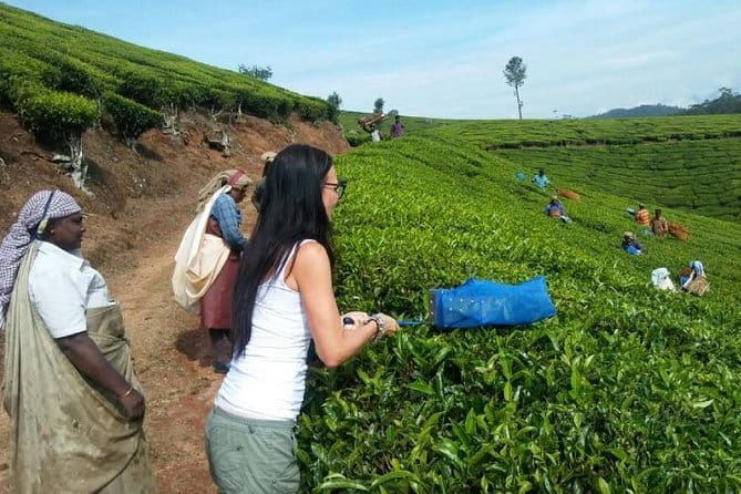 Tea planation walking In Munnar- (by Munnar Info) - Honest Review of the Munnar Tea Plantation Tour