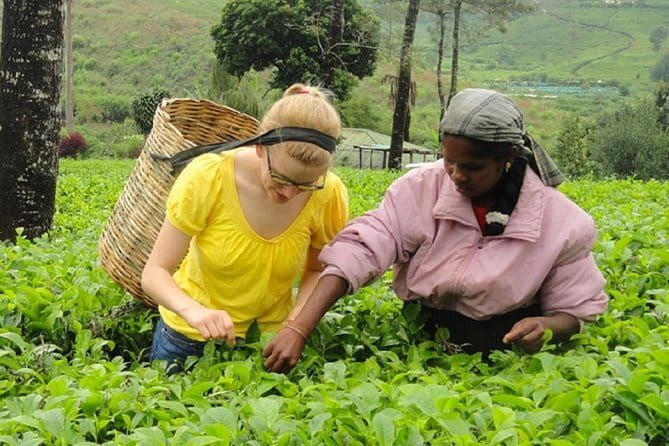 Tea Tasting in Nuwara Eliya - Key Points