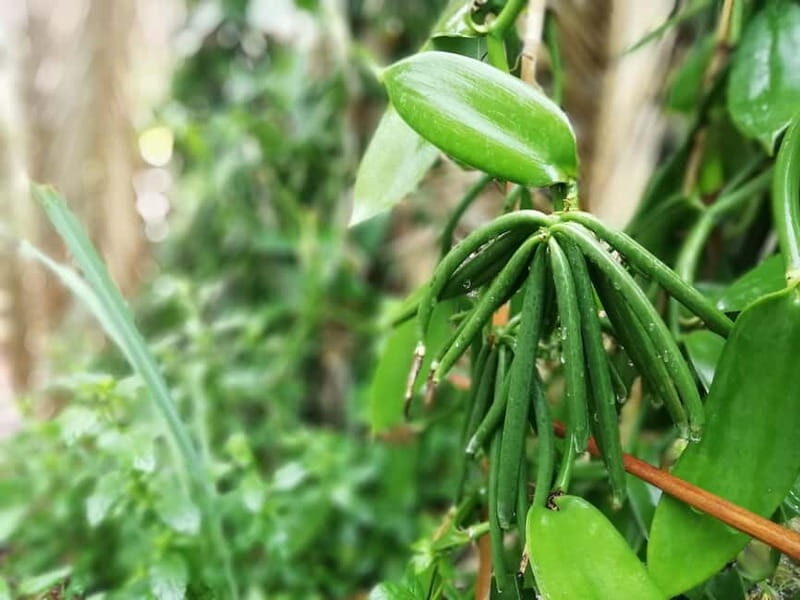 Tenerife: A tour in a food forest and a vanilla cultivation - Why This Tour Offers Great Value