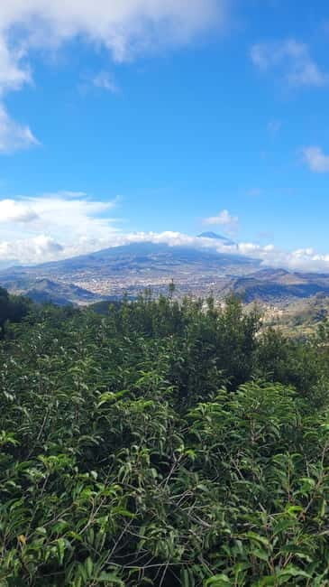 Tenerife Anaga Mountains: Circular hike in the laurel forest - An in-depth look at the Tenerife Anaga Mountains hike