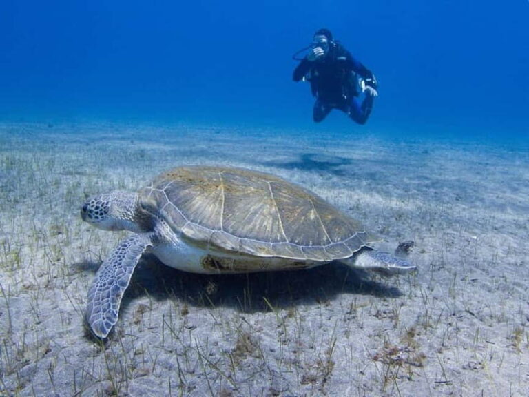 Tenerife: Beginner Scuba Diving Experience with Pickup - The Itinerary: What to Expect