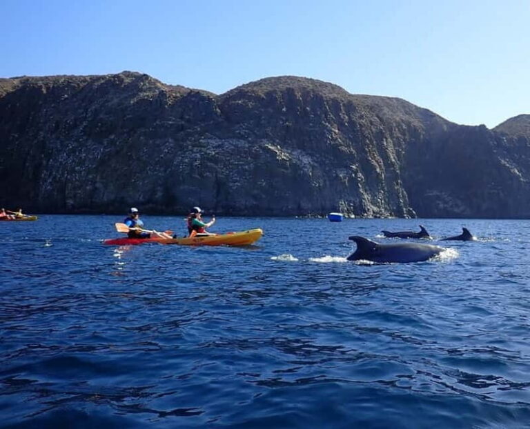Tenerife: Kayak & Snorkel Tour with Snacks & Sea Life Safari - What You Receive vs. What You Need to Bring