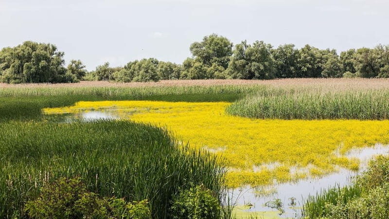 The Magic of Transylvania and the Danube Delta: 8 Days - Practical Tips for Travelers
