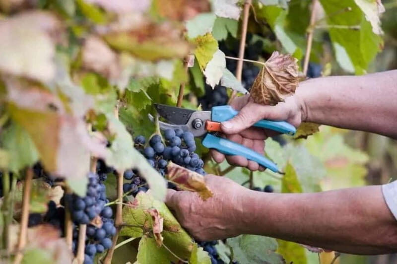 The Vine-Harvest Day Trip in Chania - A Closer Look at the Experience