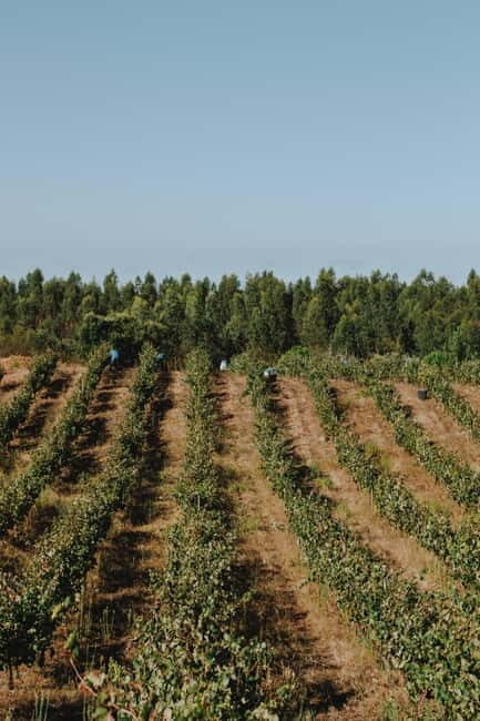 Tomar: Lunch among the vineyards - What Is the Tour All About?