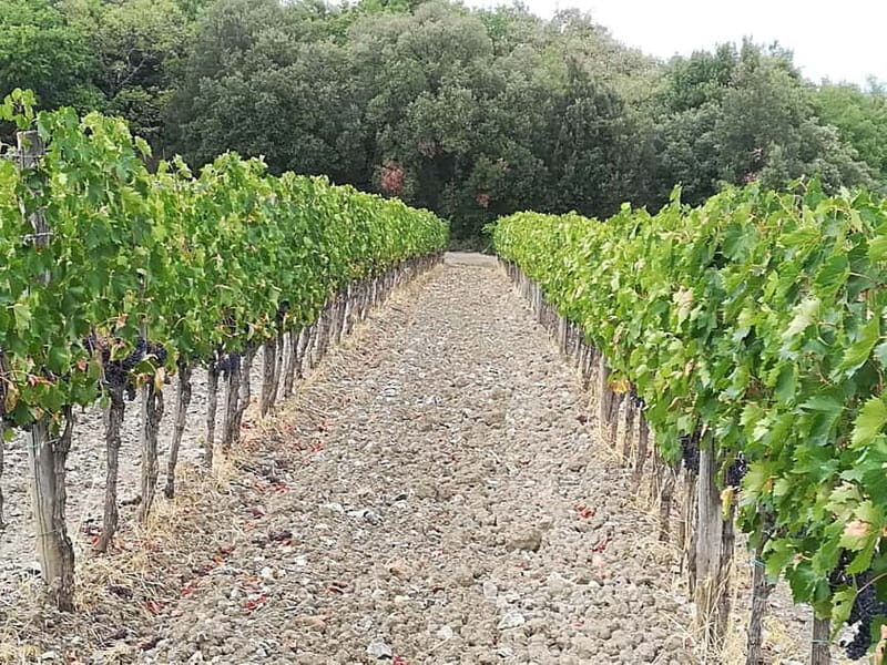 Transfer Siena-Florence with visit to Chianti and tasting - An In-Depth Look at the Siena to Florence Wine & Scenic Transfer