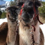 Triesenberg: Llama hike with a delicious BBQ in the middle of the forest - What You Can Expect from This Llama Adventure