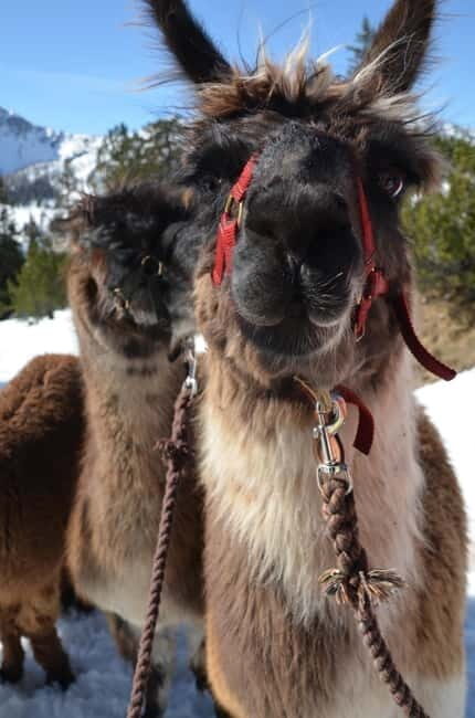 Triesenberg: Llama hike with a delicious BBQ in the middle of the forest - What You Can Expect from This Llama Adventure