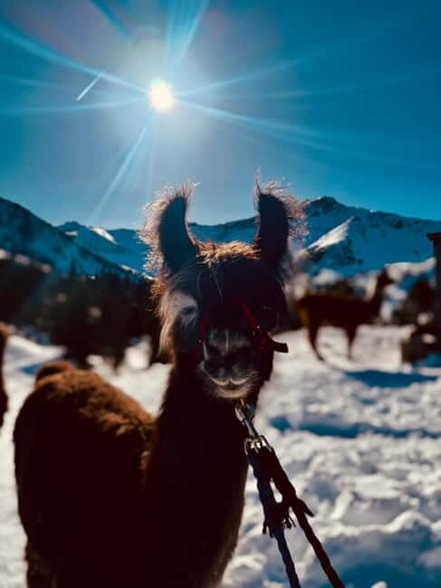 Triesenberg: Private hike with our llamas - What Makes It Special?