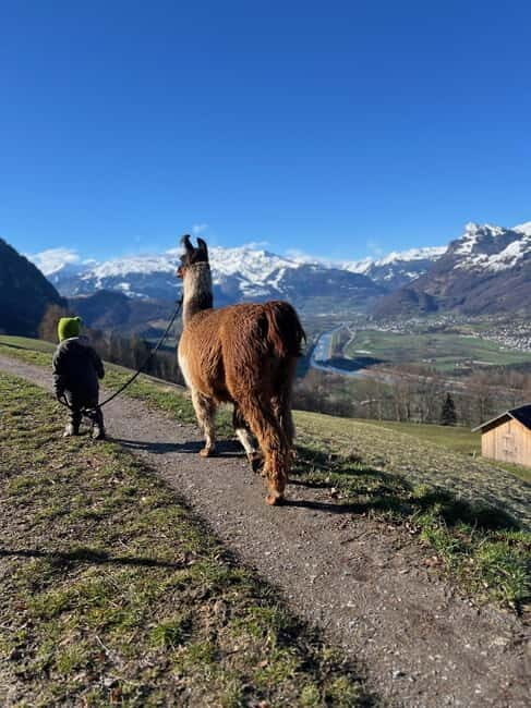 Triesenberg: Walk with Llamas in the Mountains - Who Will Love This Tour?