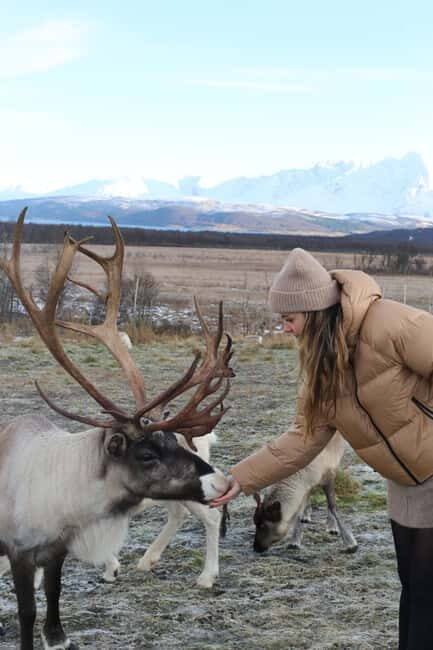 Tromsø: Reindeer Feeding and Sami Culture Tour with Lunch - Detailed Experience Breakdown