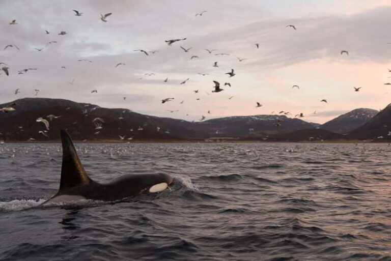 Tromsø: Skjervøy RIB Whale Watching Tour - The Experience: What Makes It Special?