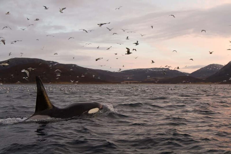 Tromsø: Skjervøy RIB Whale Watching Tour - The Experience: What Makes It Special?