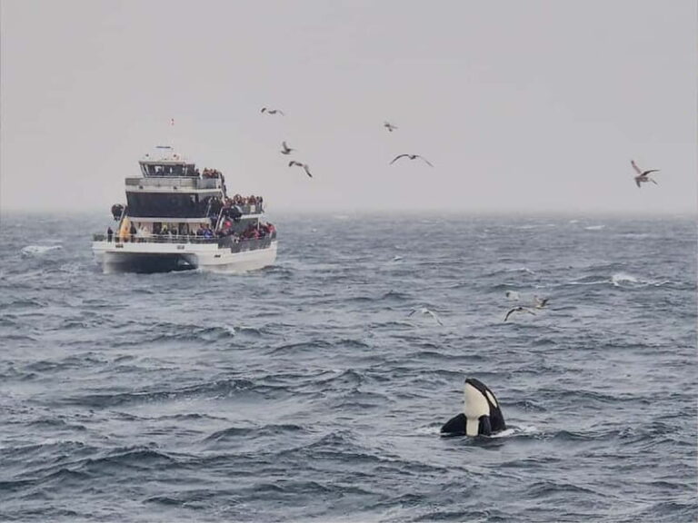 Tromsø: Whale Watching on hybrid boat with scenic bustrip - What to Expect: Details and Practical Tips