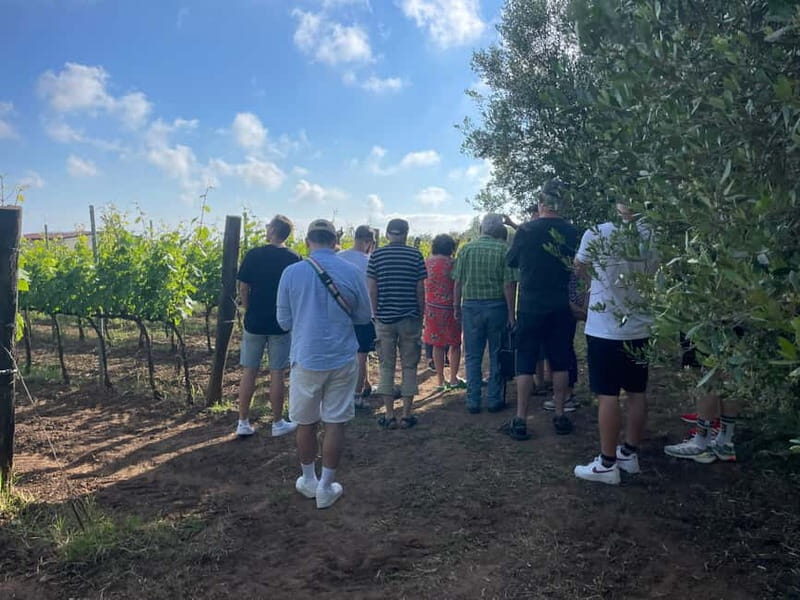 Tropea: Rustic Wine Experience on a Family Farm in Calabria - What to Expect on the Tour