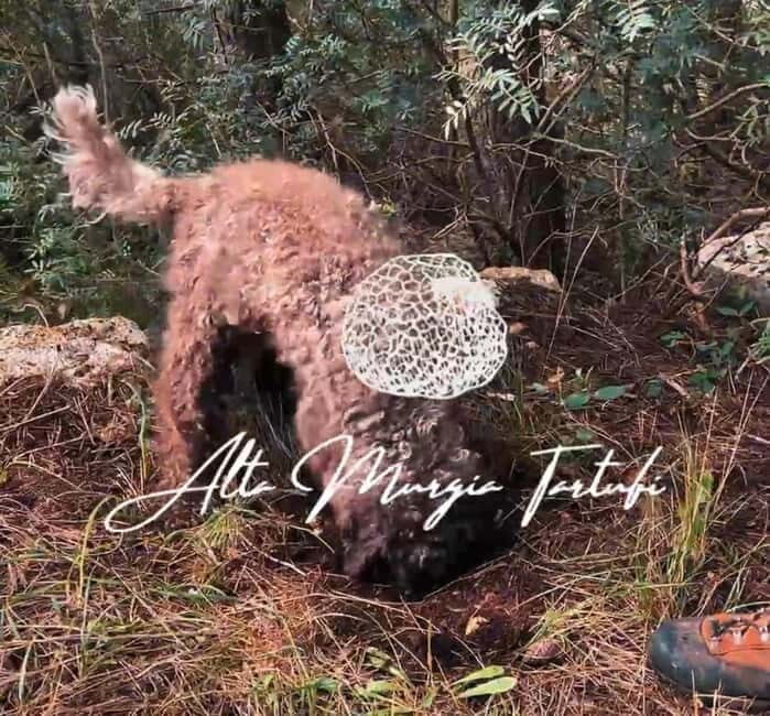 Truffle hunting with tasting in Alta Murgia - Practical Details and Tips