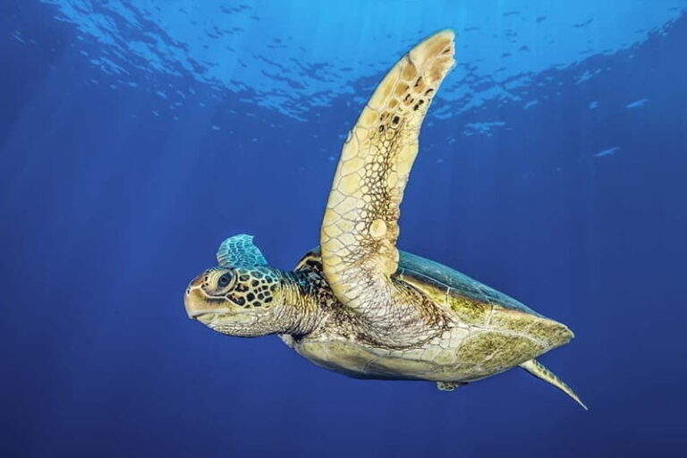 Try Dive - Scuba Diving - private guided - with lot of fish - What Makes This Experience Worth Considering?