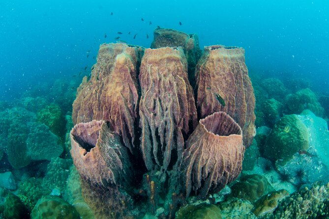 Try Scuba Diving 2 Dives Bang Bao - Setting Out: What’s Included and What to Expect