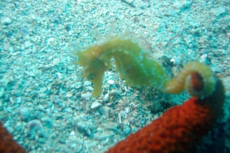 Tucepi: Snorkeling Boat Tour at the Makarska Riviera - What’s Included and What’s Not?