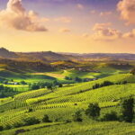 Turin: Langhe Wine Tour with Private Transfers and Lunch - Practical Insights on the Tour