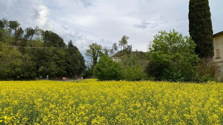 Tuscan Villages and Chianti Wine from Livorno - What Makes This Tour Stand Out?