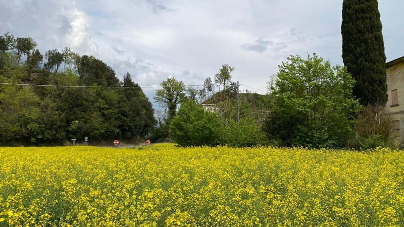 Tuscan Villages and Chianti Wine from Livorno - What Makes This Tour Stand Out?