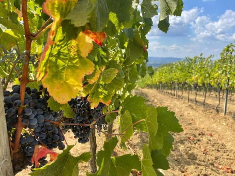 Tuscany Wine Tour : 2 Wineries & San Gimignano from Florence - The Itinerary Breakdown