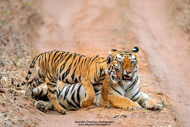 Two Night Tiger Safari Experience at Tadoba National Park &Transfers From Nagpur - Introduction