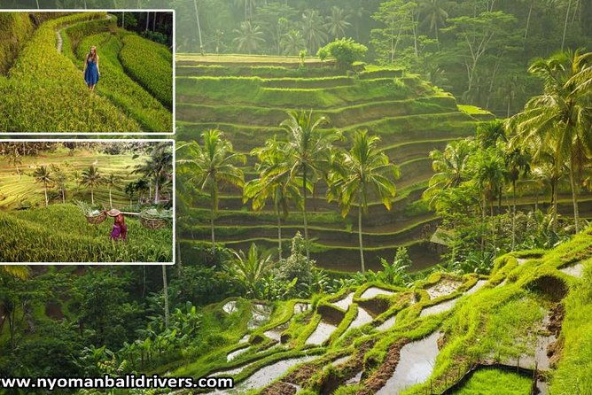 Ubud Full Day Tour - Key Points  
