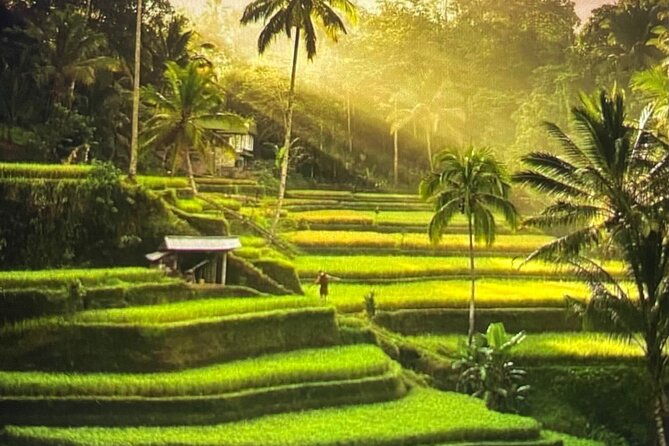 Ubud Highlight Rice Terrace,Waterfall,Temple and Art village - Ubud Highlight Rice Terrace, Waterfall, Temple, and Art Village Tour Review