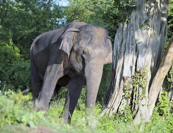 Udawalawa National Park Day Tour - Key Points  