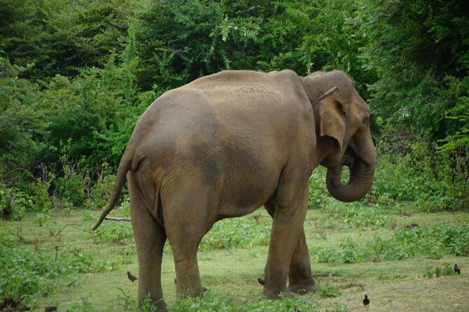 Udawalawe Jeep Safari - Key Points