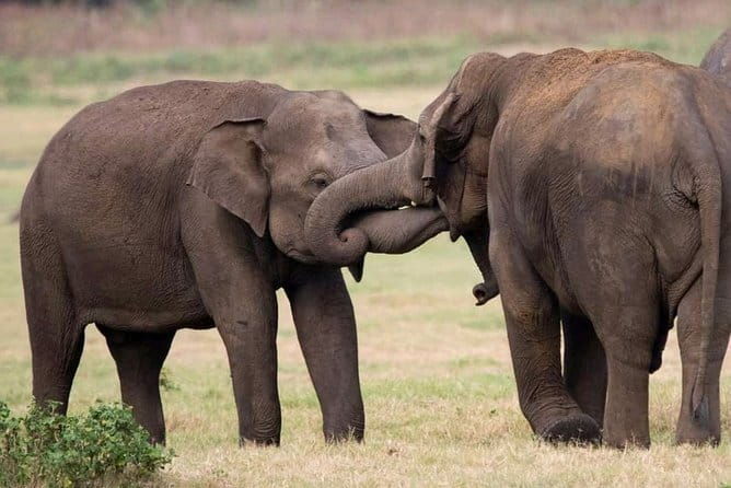 Udawalawe Safari Tour With Baby Elephants From Hambantota Port - The Experience: What to Expect on the Udawalawe Safari Tour from Hambantota  