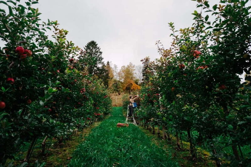 Ulvik: Cider Flight with 4 Types of Cider or Apple Juice - Why This Tour Works